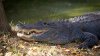 Alligator attacks in Florida are rare: FWC