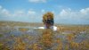Scientists say a record amount of seaweed hit the Caribbean and nearby areas in May