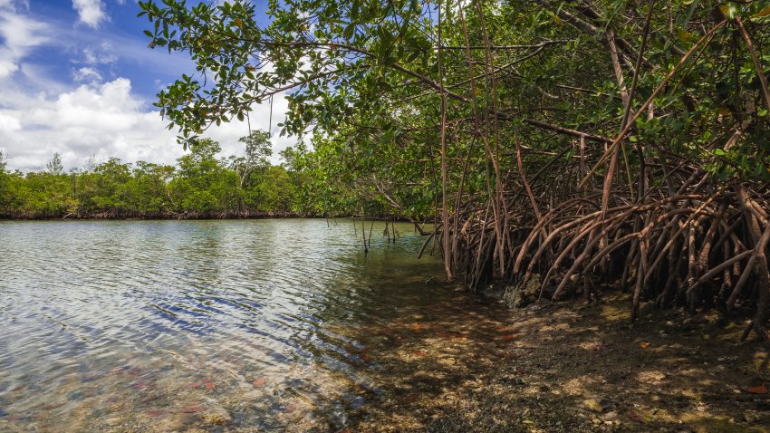 Scenic bay view of the mangrove swamp along the bay in Oleta River State Park in North Miami Beach.